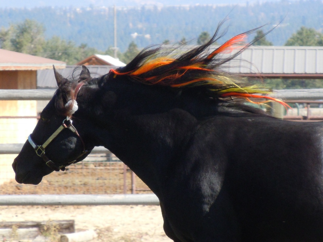 Mane Hair Extensions for Horses perfect for Parties, Parades & Shows 