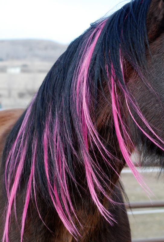 Colorful Mane & Tail Clip In's color hair extensions for horses and ponies 