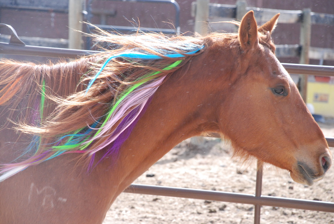 Colorful Manes and Tails - Home