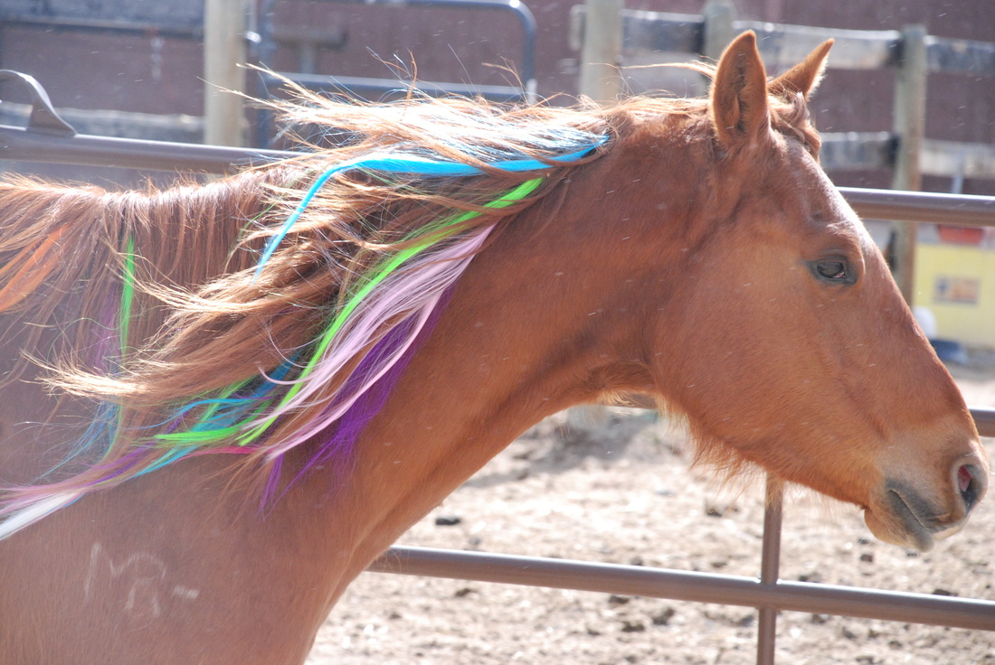 Colorful Manes And Tails Home