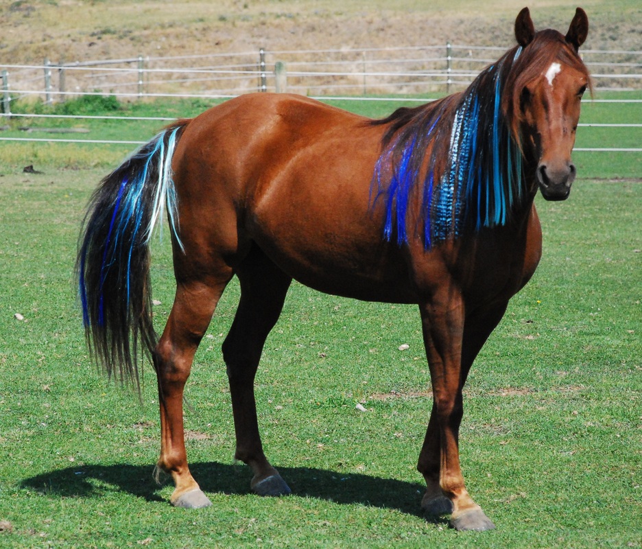 Лошадки настоящие. Настоящий конь. Разноцветные лошади. Настоящих лошадей. Лошадка настоящая.